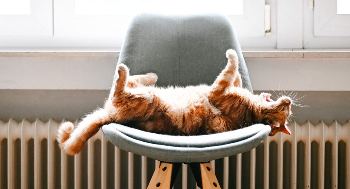 W ciepłym mieszkaniu – kot wygrzewający się na fotelu w pobliżu kaloryfera